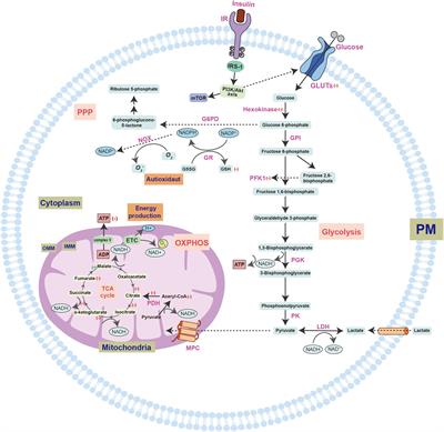 <mark class="highlighted">Metabolic Dysregulation</mark> Contributes to the Progression of Alzheimer’s Disease